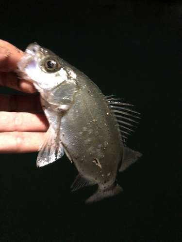 セイゴ（ヒラスズキ）の釣果