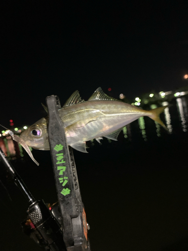 マアジの釣果