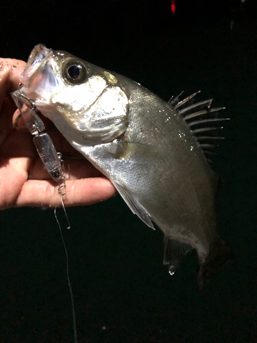 セイゴ（ヒラスズキ）の釣果