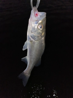 セイゴ（マルスズキ）の釣果