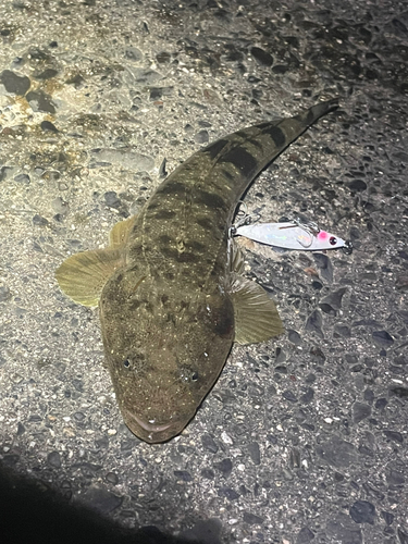 マゴチの釣果