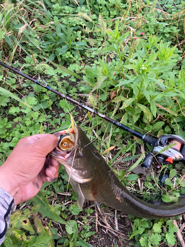 ナマズの釣果