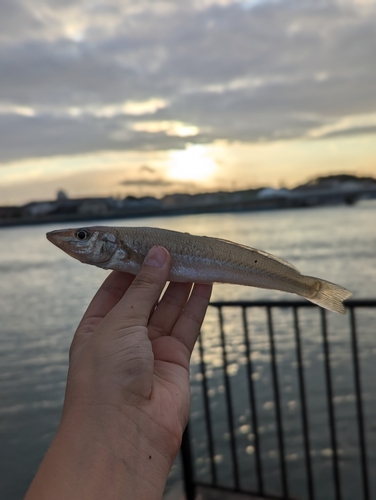 キスの釣果