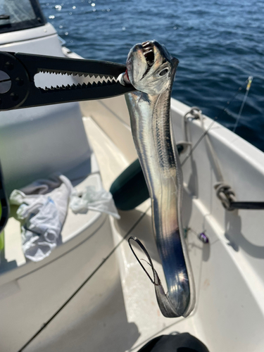 タチウオの釣果