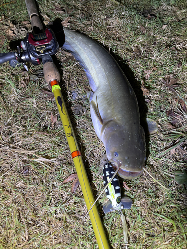 ナマズの釣果