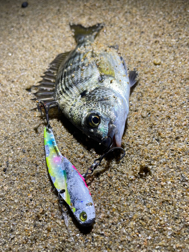 キビレの釣果