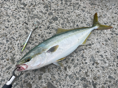 ハマチの釣果