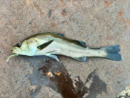 スズキの釣果