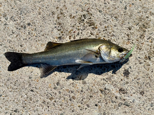 スズキの釣果