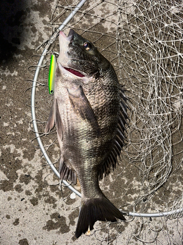 クロダイの釣果