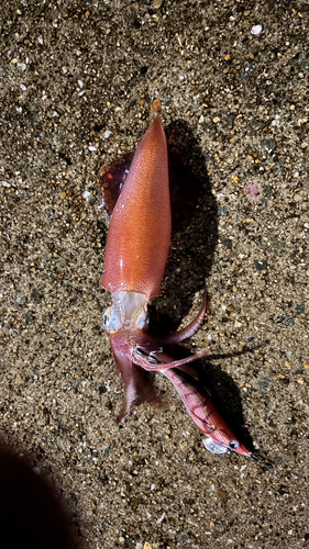 ケンサキイカの釣果