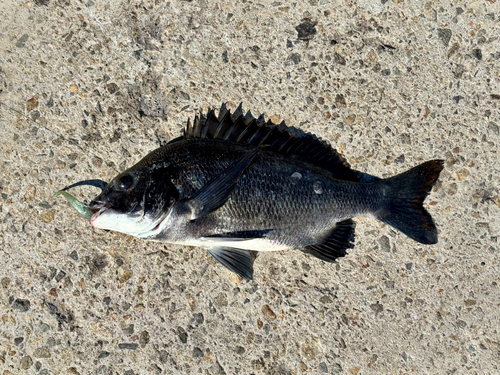 チヌの釣果