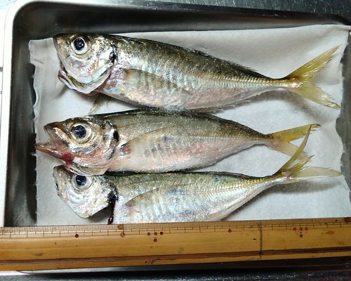 アジの釣果