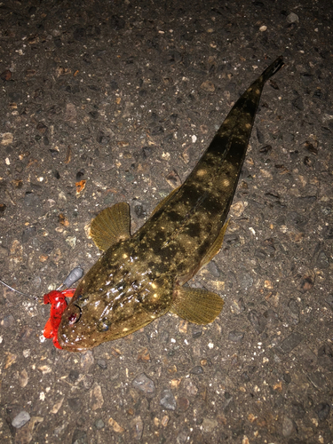 マゴチの釣果