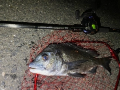 チヌの釣果