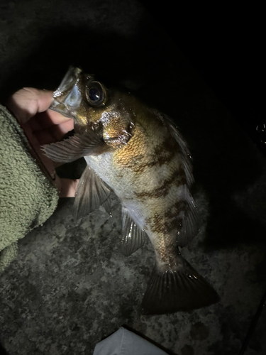 メバルの釣果