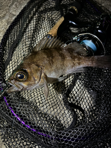 メバルの釣果