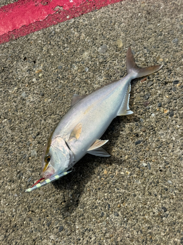 ショゴの釣果