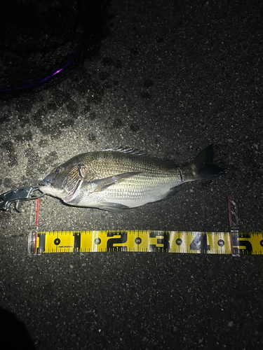 チヌの釣果