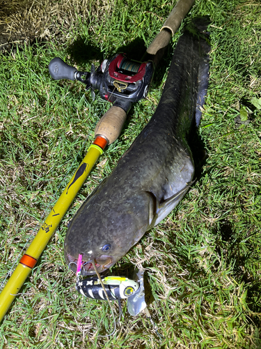 ナマズの釣果