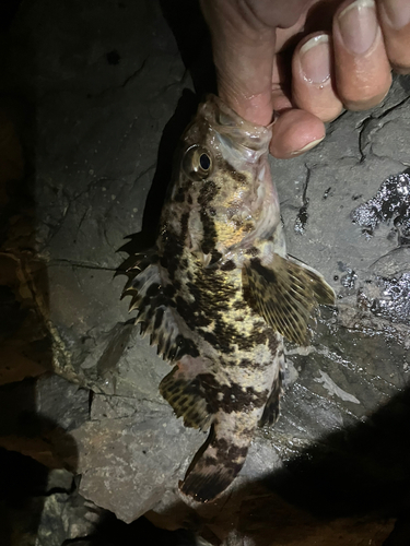 タケノコメバルの釣果