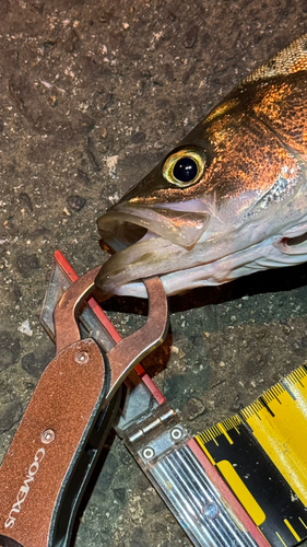 シーバスの釣果