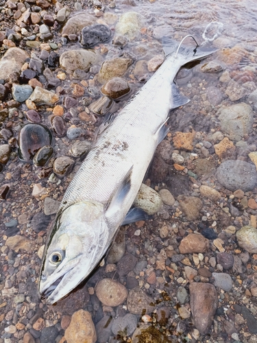 シロザケの釣果