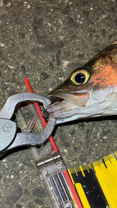 シーバスの釣果