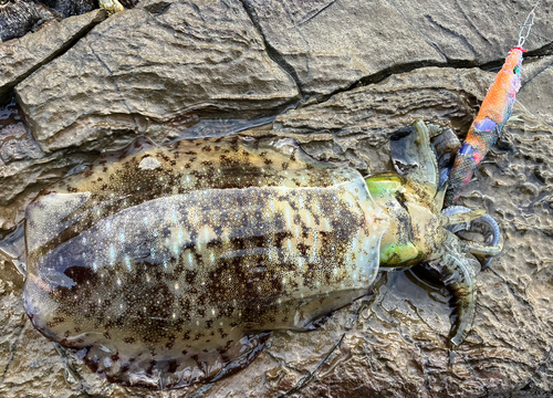 アオリイカの釣果