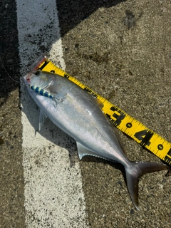 ショゴの釣果