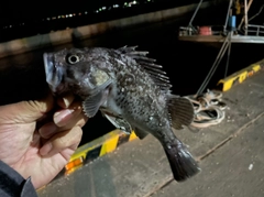 クロソイの釣果