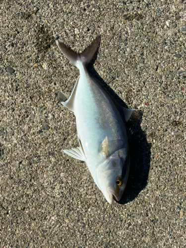 ショゴの釣果