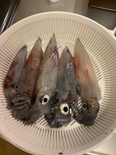 ケンサキイカの釣果