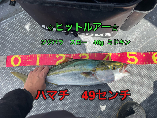 ハマチの釣果