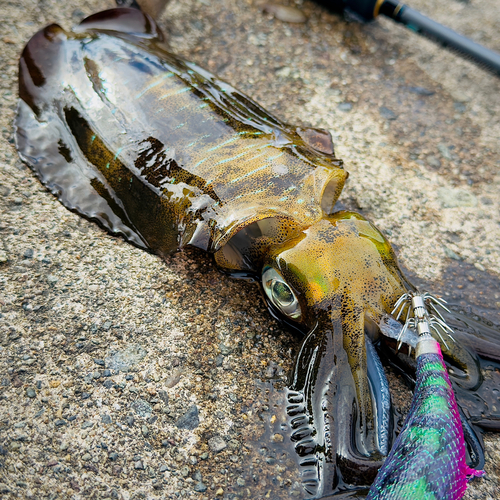 アオリイカの釣果