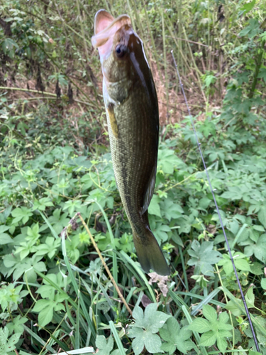 ラージマウスバスの釣果