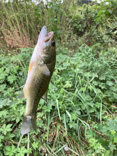 ラージマウスバスの釣果