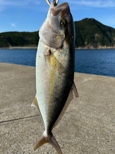 ショゴの釣果