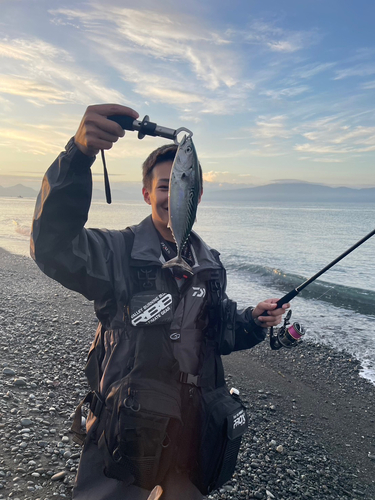 スマカツオの釣果