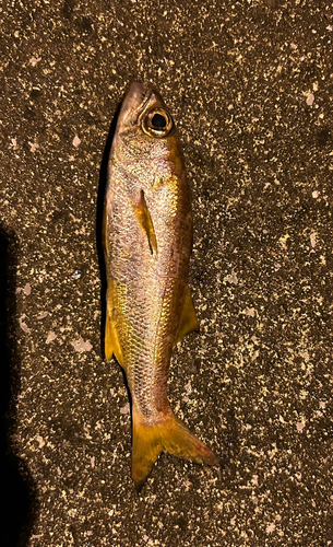 ムツの釣果