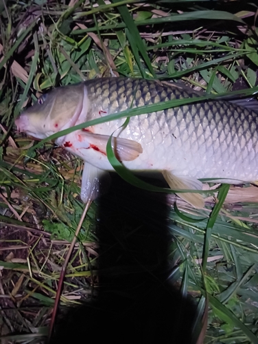 コイの釣果