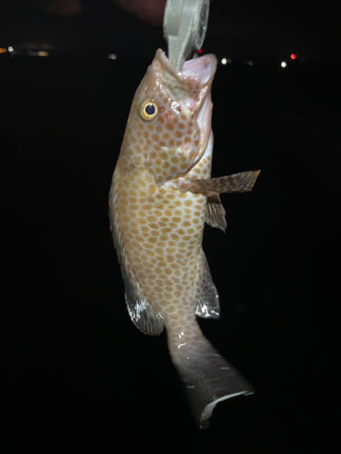 オオモンハタの釣果