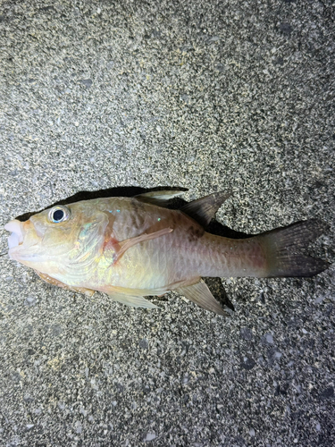 カスリイシモチの釣果