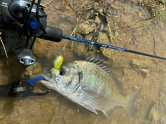 ミナミクロダイの釣果