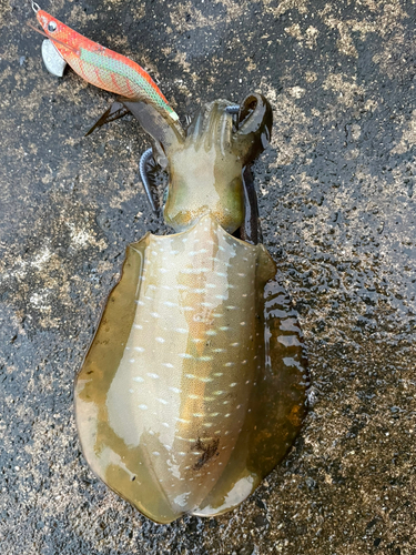 アオリイカの釣果