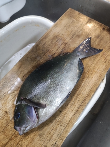 メジナの釣果