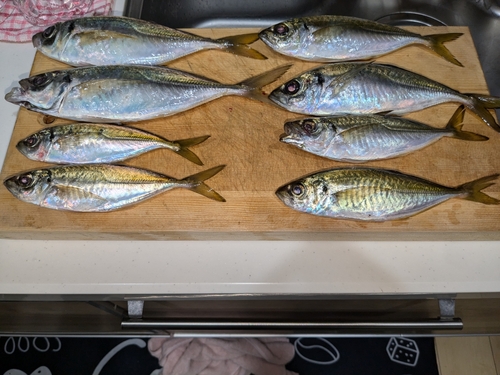 アジの釣果