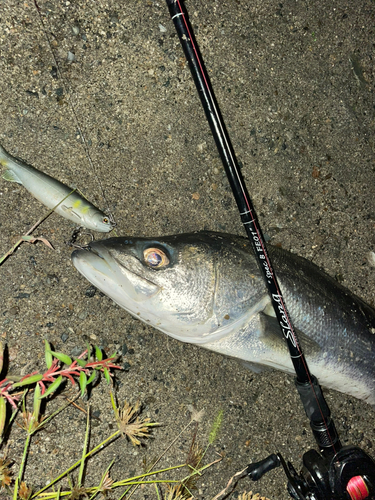 シーバスの釣果