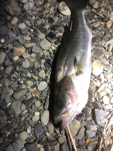 フッコ（マルスズキ）の釣果