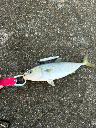 ワラサの釣果